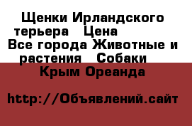 Щенки Ирландского терьера › Цена ­ 30 000 - Все города Животные и растения » Собаки   . Крым,Ореанда